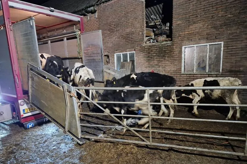 runderen in vrachtwagen