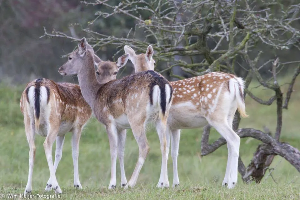 10644841 905704116108208 2487914603334107097 n