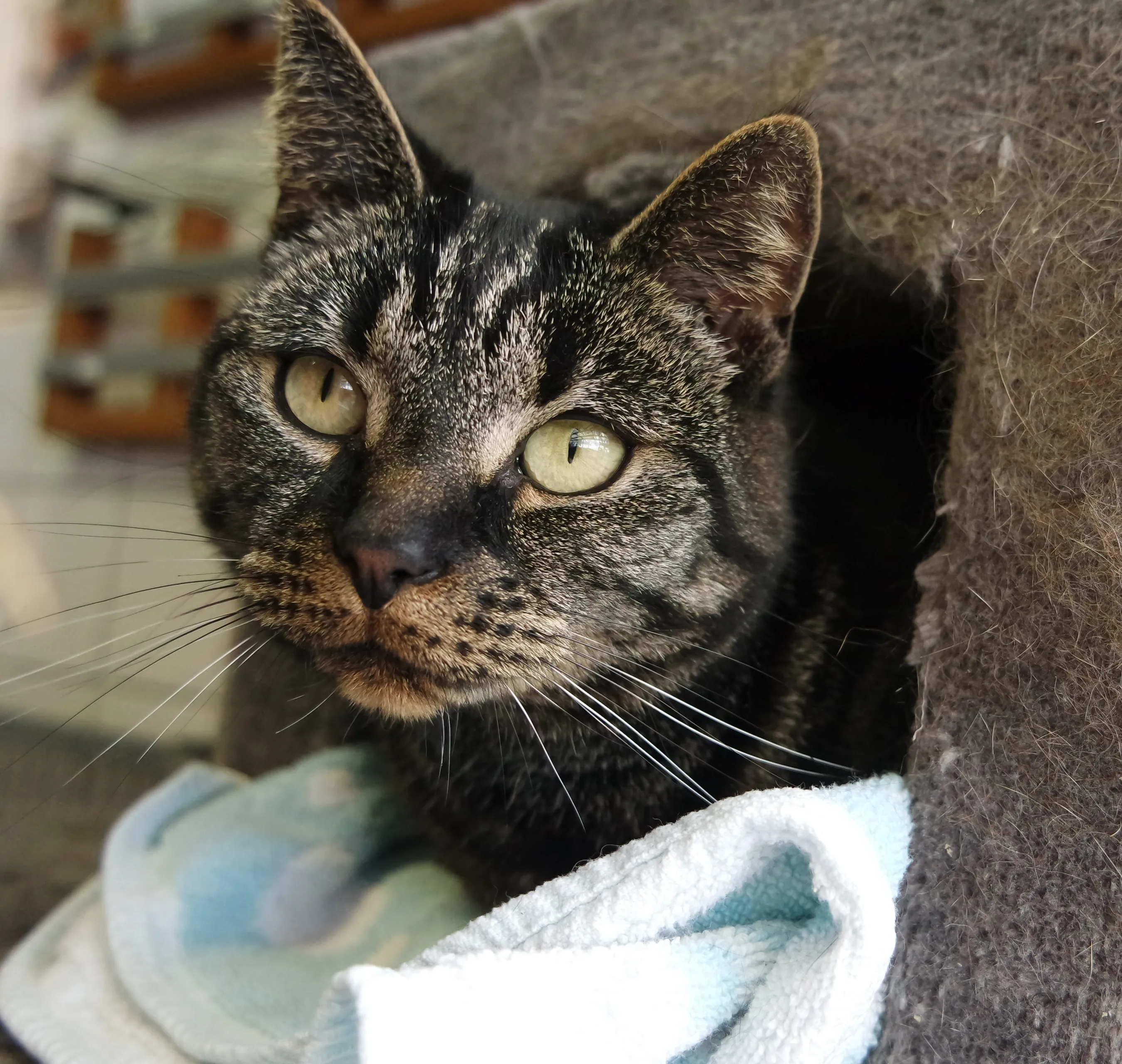 billy krant dier van de week dierentehuis kennemerland