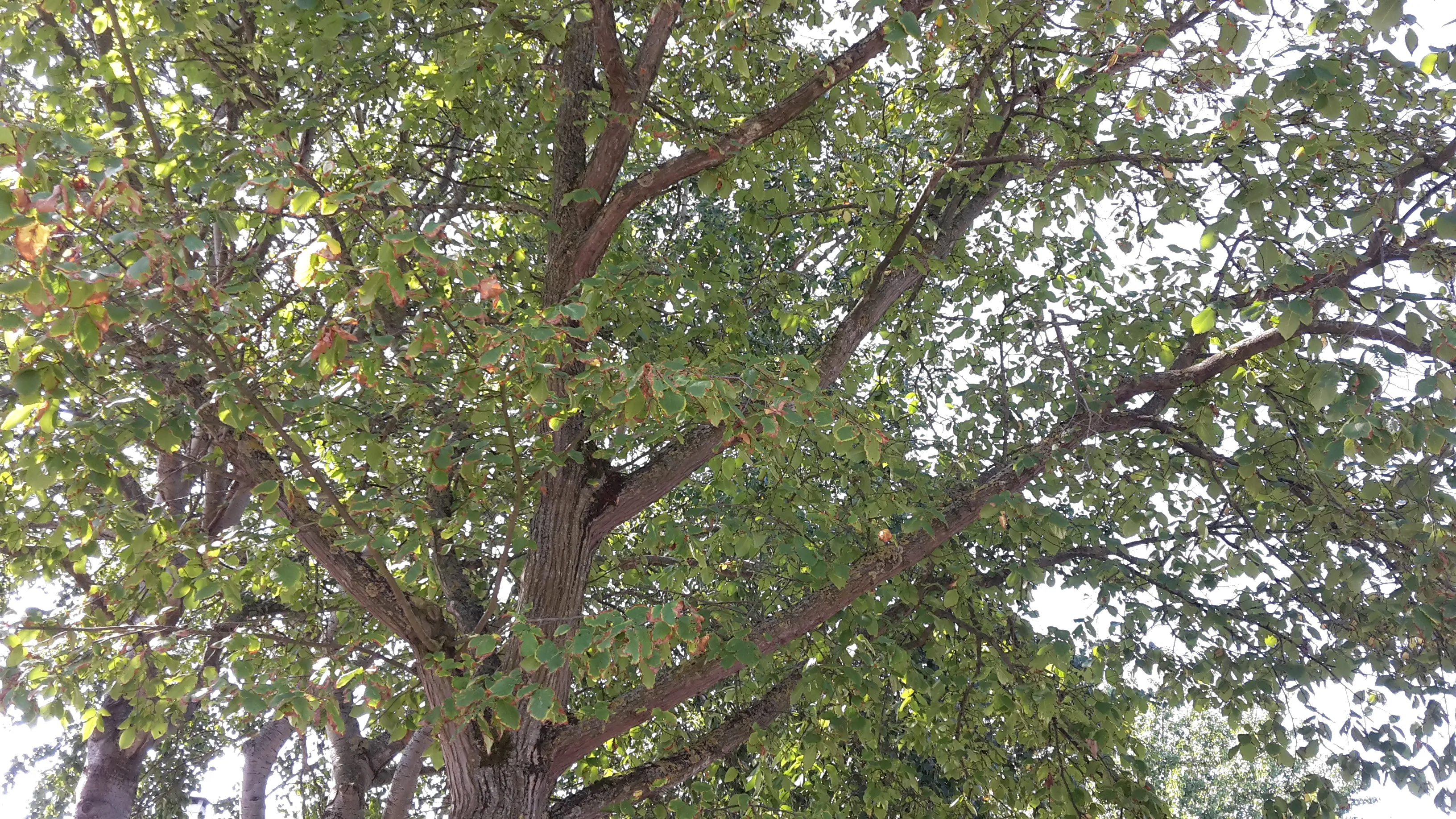 bomen 1 jaap koper