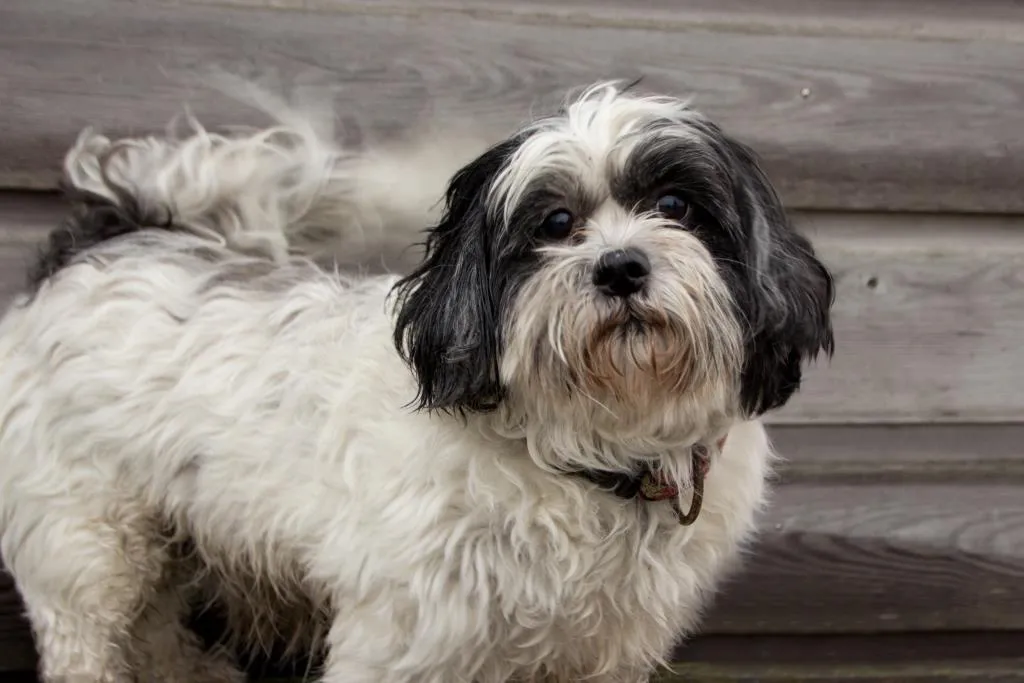 bram 3 gecomprimeerd