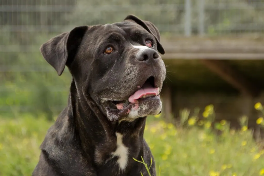 bux jolanda meier dier van de week gecomprimeerd