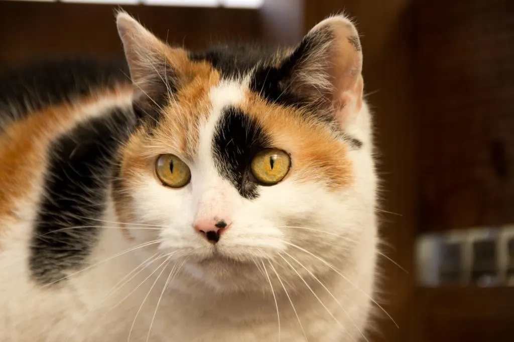 dolly gecomprimeerd jolanda meier