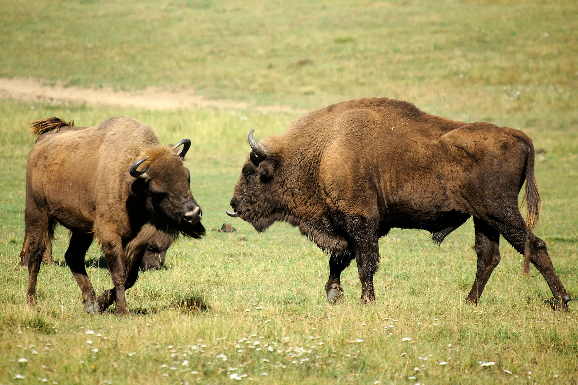 european bisons wisenten cc by sa 30 wikimedia valne aure