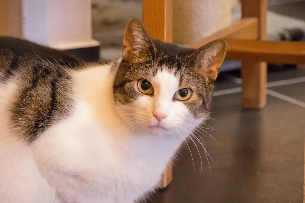 flint jolanda meier dier van de week gecomprimeerd