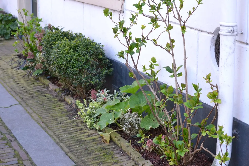 geveltuin aangepast spaarnelanden