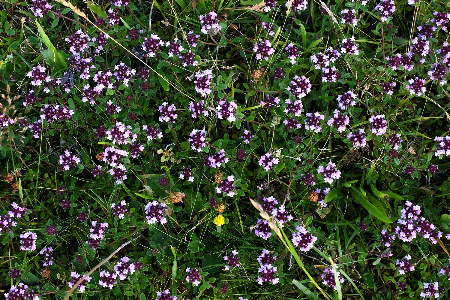grote tijm theo baas kopieren