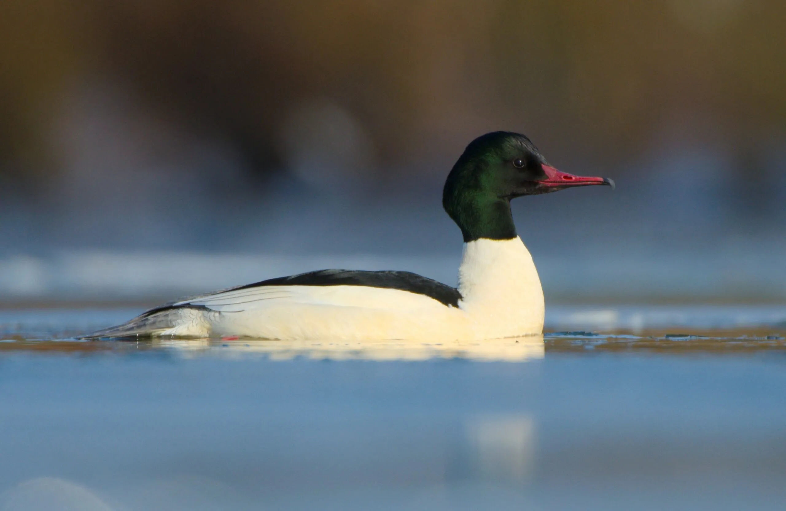 grote zaagbekeend door nico van kappel1 scaled