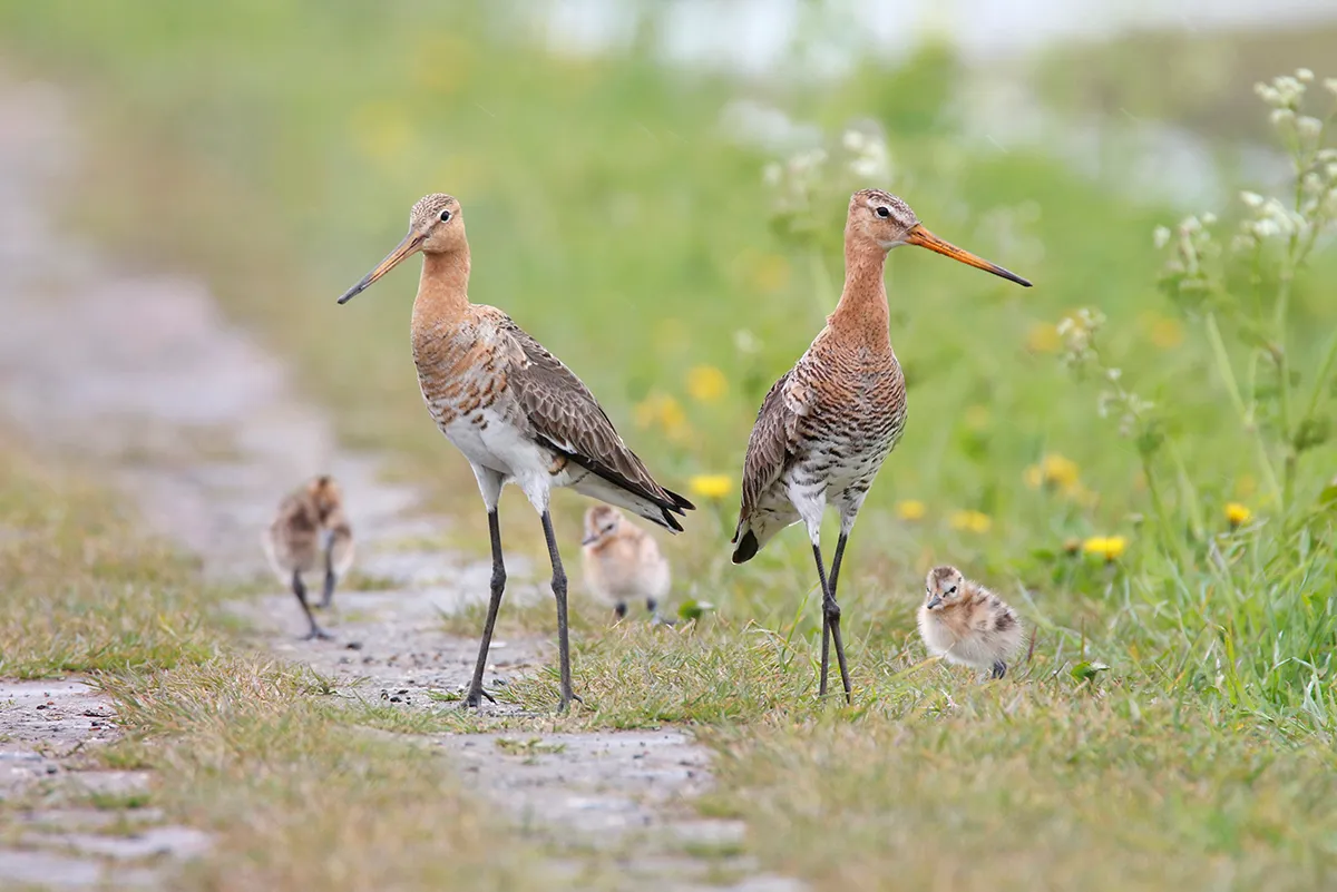 grutto gezin buiten beeld gejo wassink