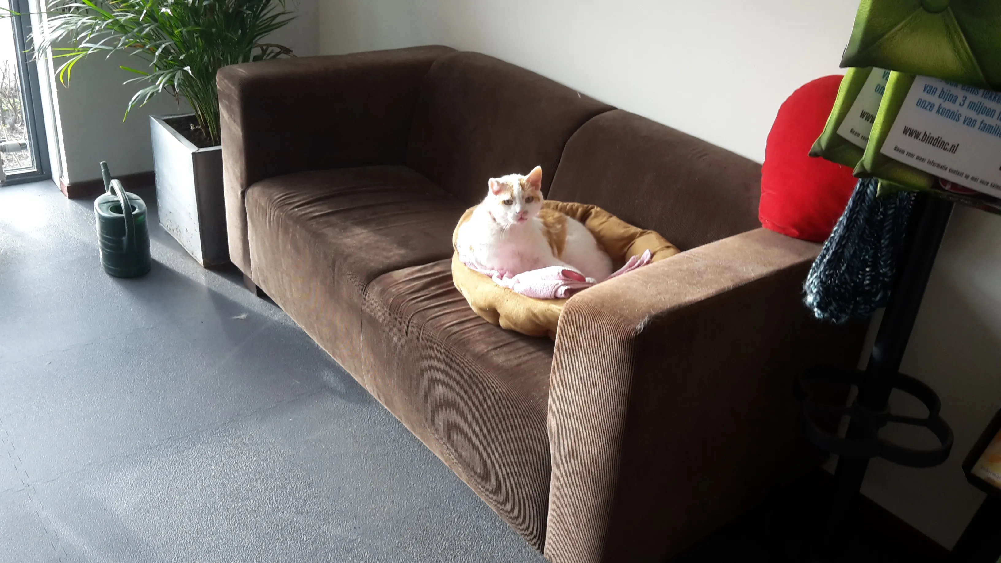 huiskat binky dierentehuis kennemerland jaap koper