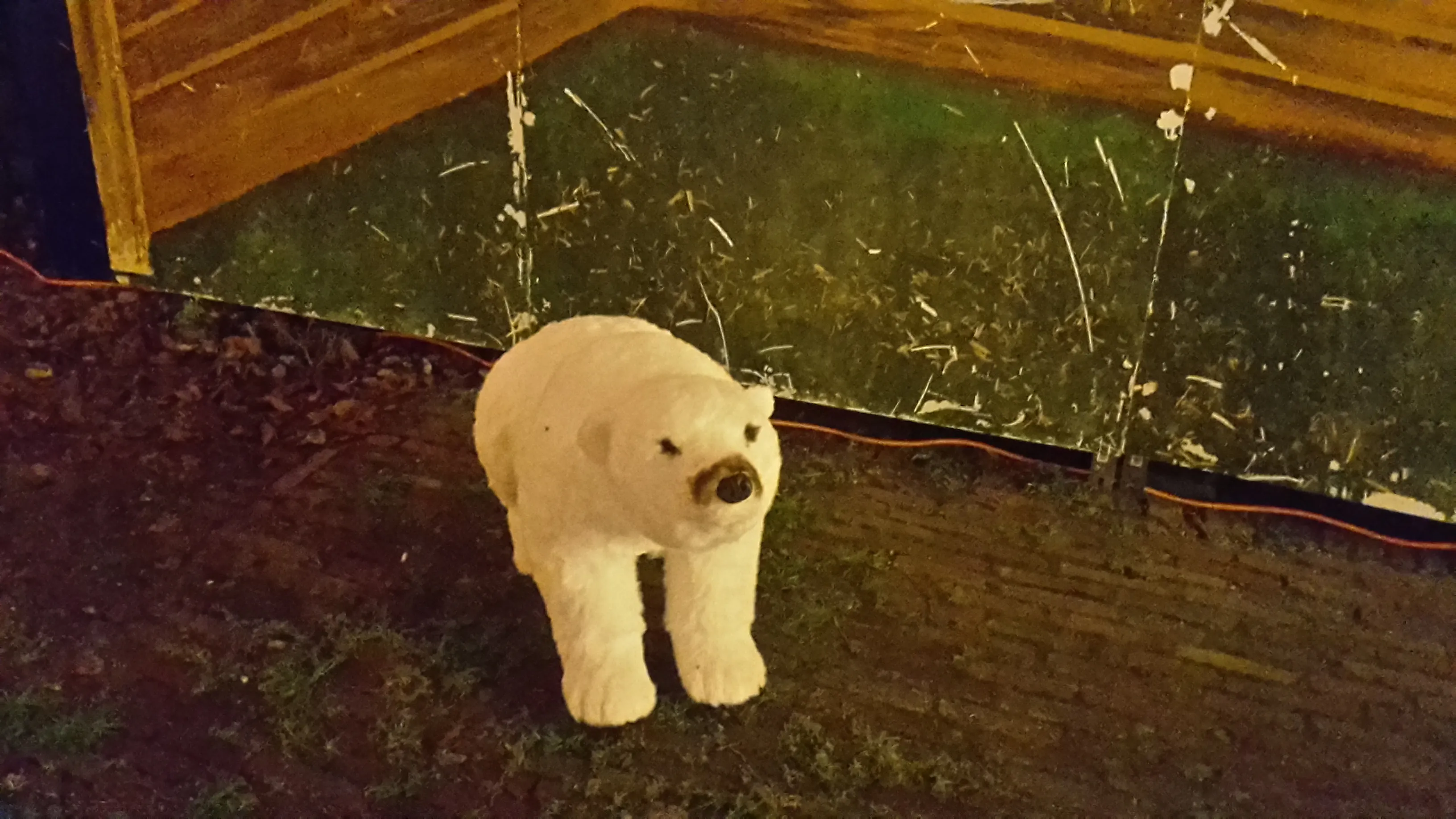 ijsbeer zandvoort goes wild jaap koper