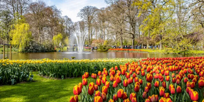 keukenhof tulpen charles duijff