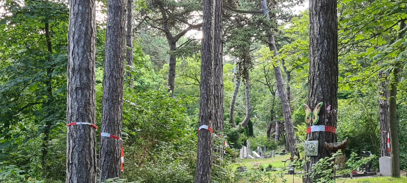 onderhoud bomen bij persbericht spaarnelanden over onderhoud bomen begraafplaats spaarnelanden aangeleverd