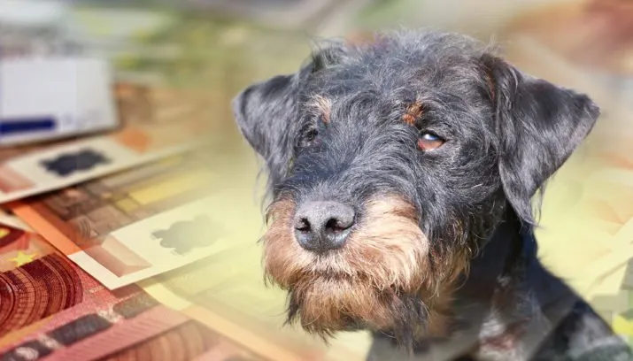 pixabay hond 1 wim meijer fotografie