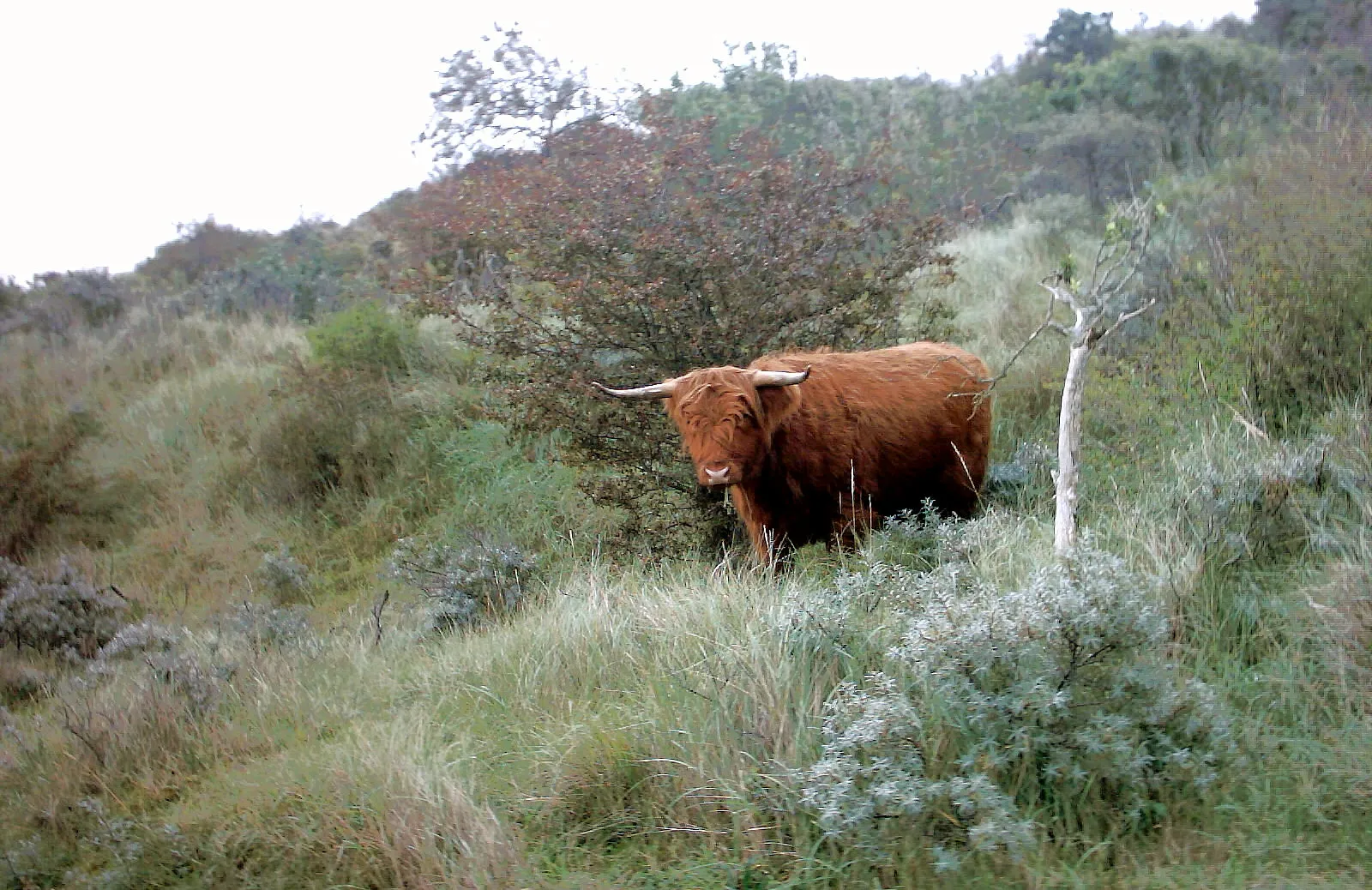 schotse hooglander npzk 01 wikimedia s van de molen cc by sa 30