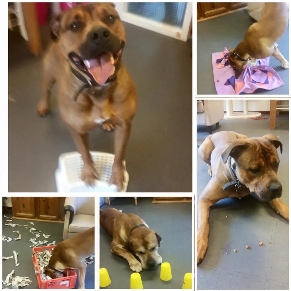 spelende honden dierentehuis kennemerland jolanda meier