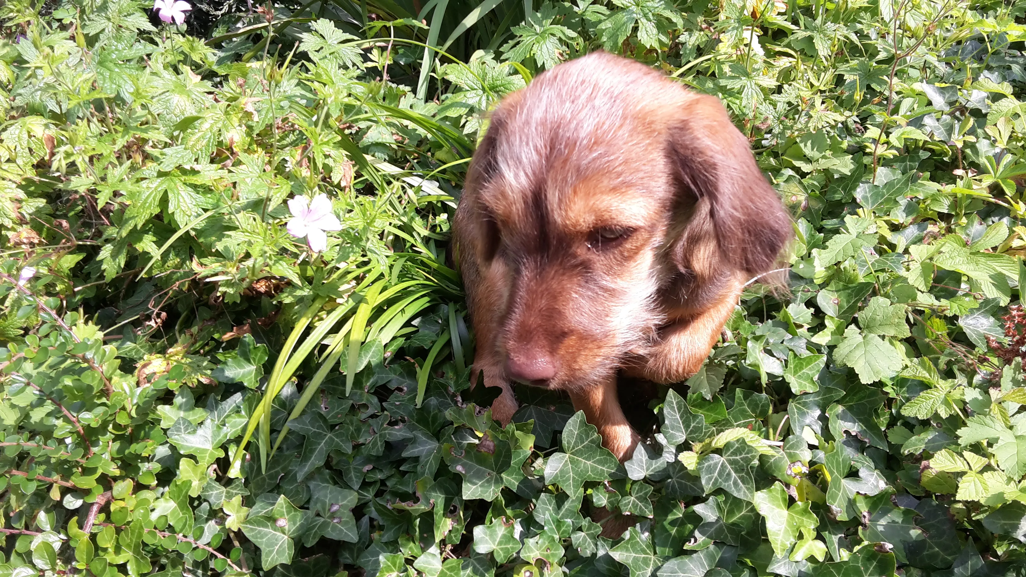 tooty in tuin van trees jaap koper