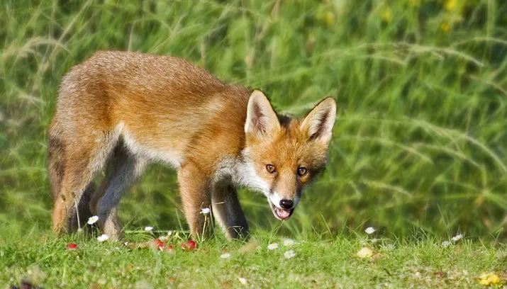 vos banner pixabay 715x408