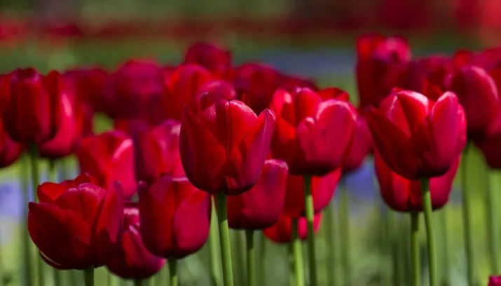 wim meijer fotografie keukenhof 18 715x408
