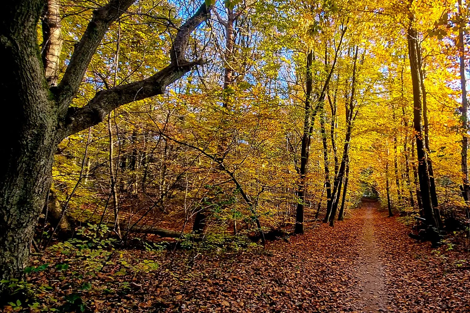 whatsapp image 2024 11 24 at 131501 kopie herfst wim meijer fotografie