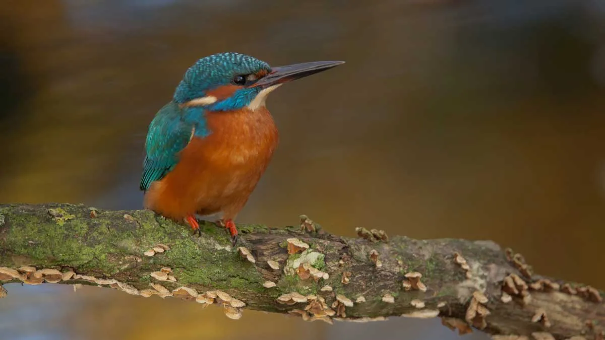 ijsvogel staatsbosbeheer