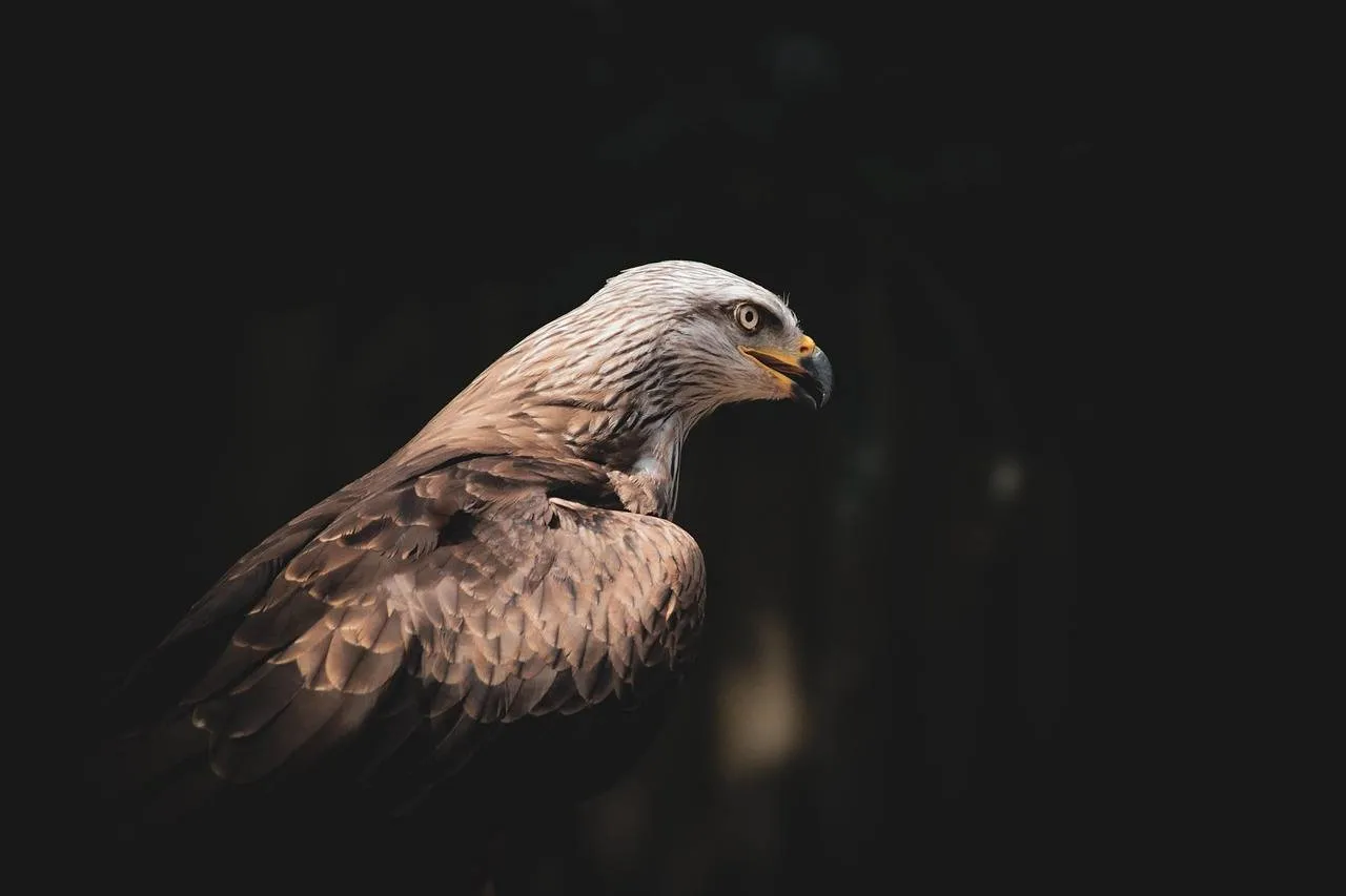 adelaar mailys jans via pixabay