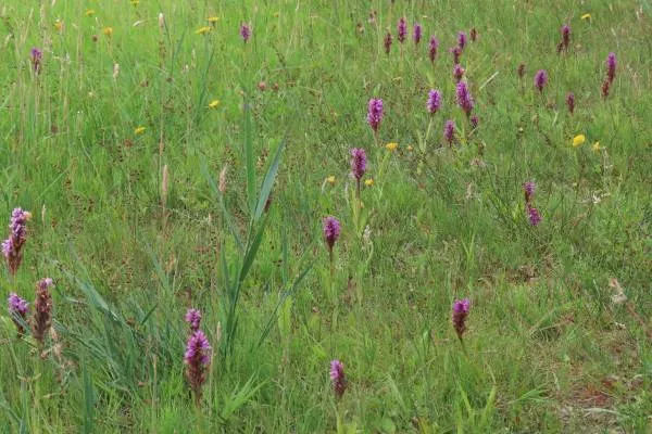 biodiversiteit knnv
