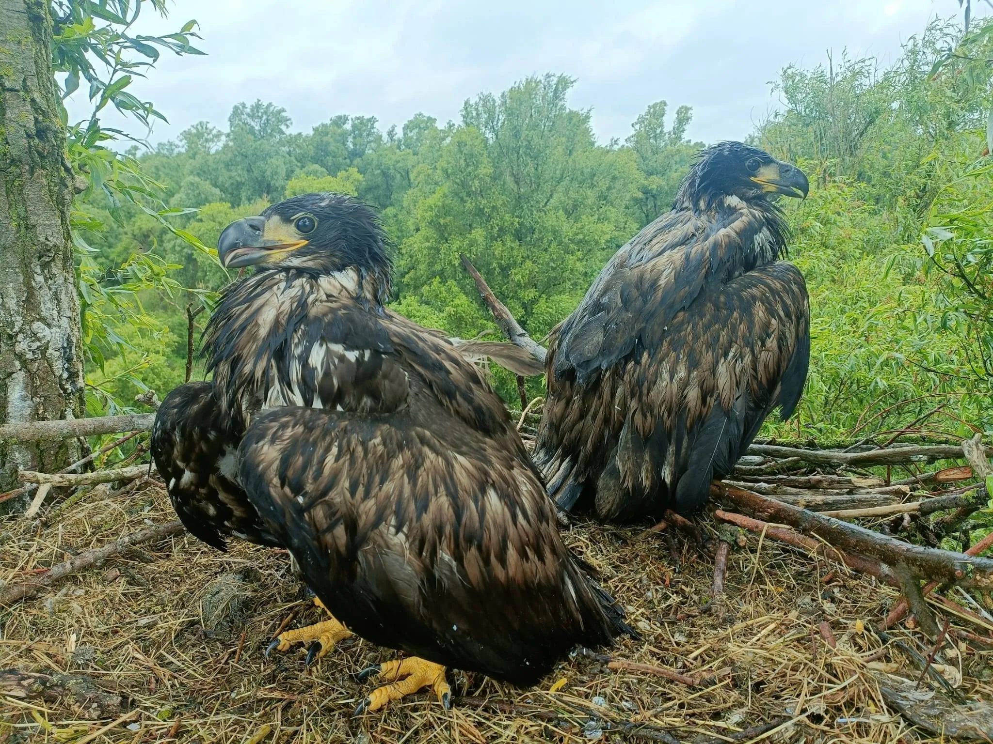 ringen 2025 richard berkhof