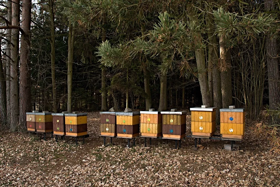 apiary 1190661 960 720