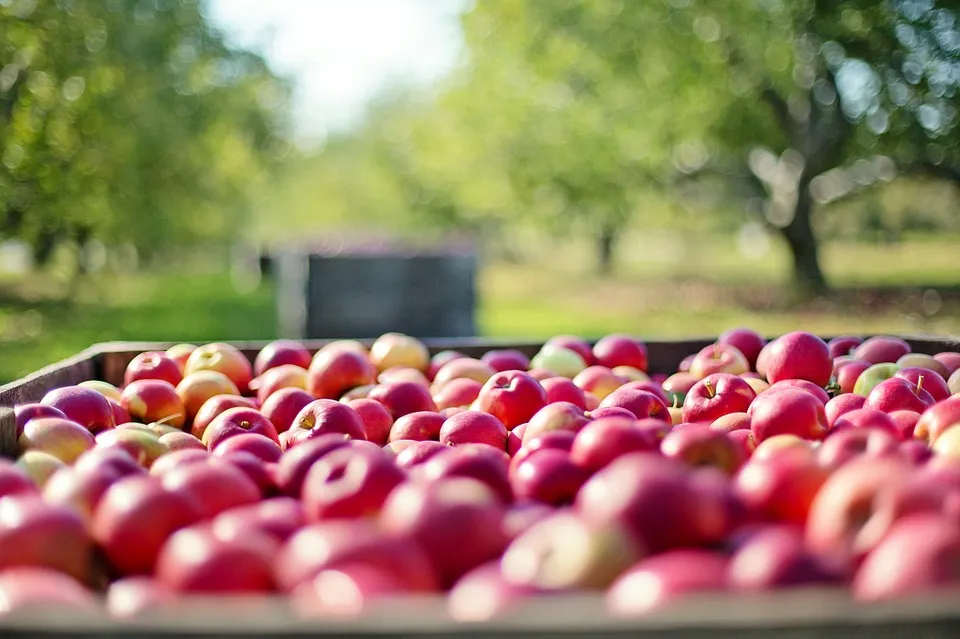 apples 1004886 960 720