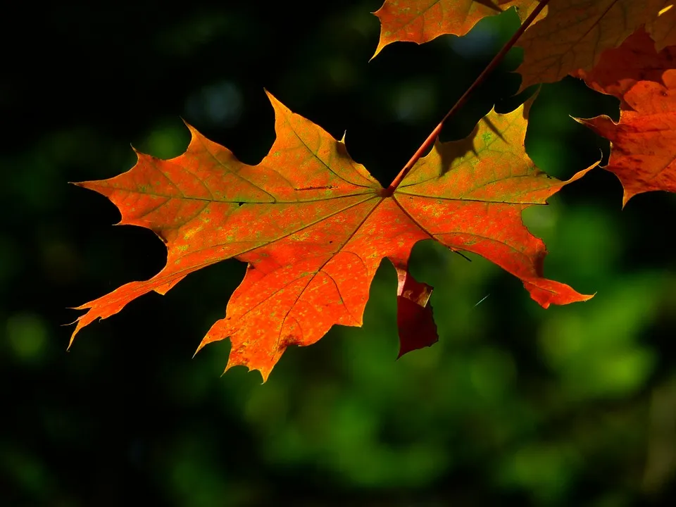 autumn 196566 960 720