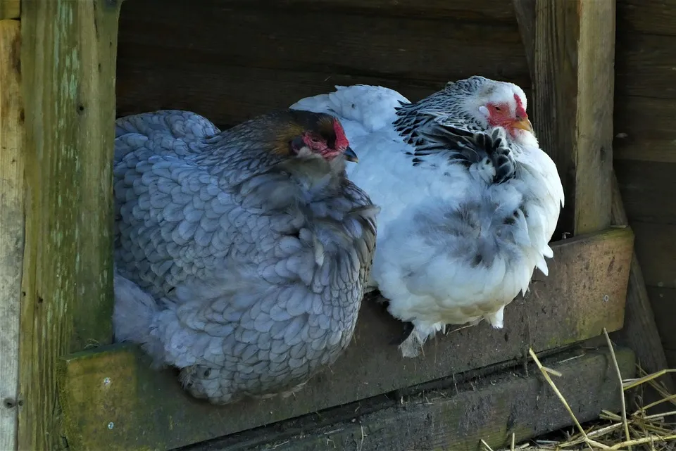 chickens 4962024 960 720