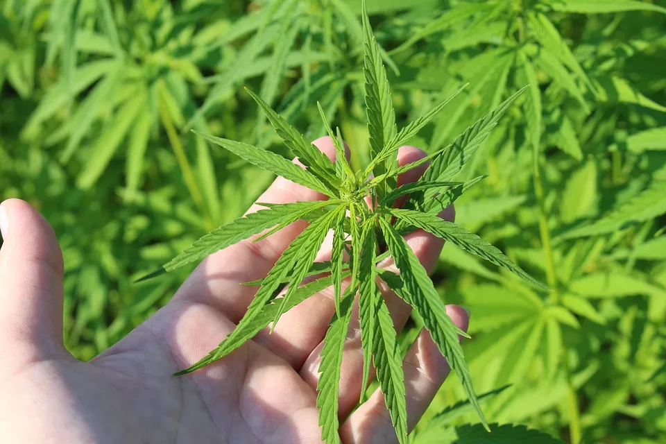 hemp plant 3661210 960 720