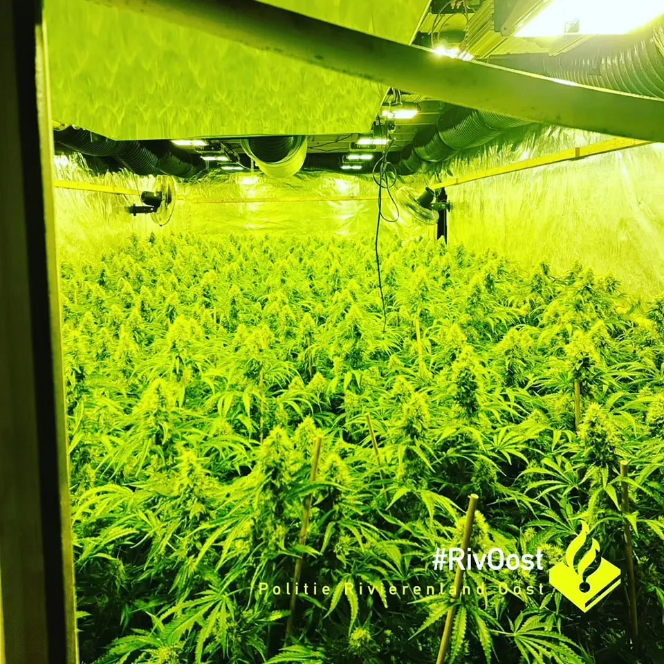 hennep 347596841 6234221363358910 1892698227506162772 n