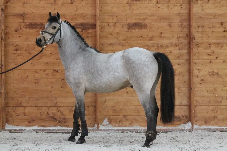 pony 2430507 960 720