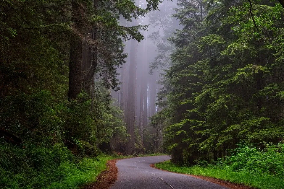 redwood national park 1587301 960 720