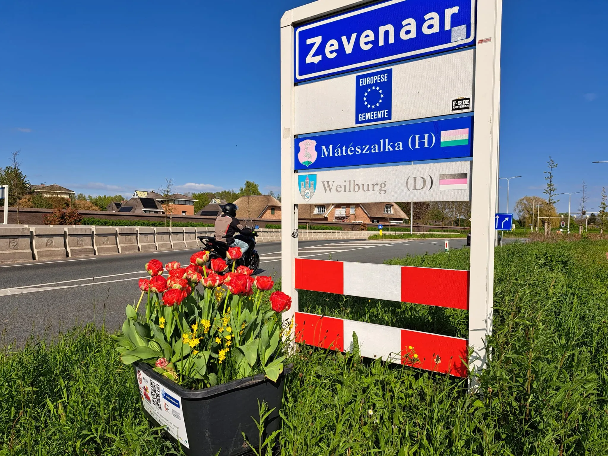 tulp zevenaar