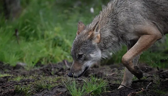 wolf provincies helpen veehouders met bescherming tegen wolven 715x408 1