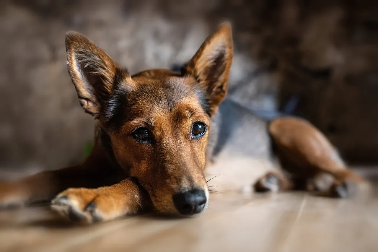 dog 8448345 1280
