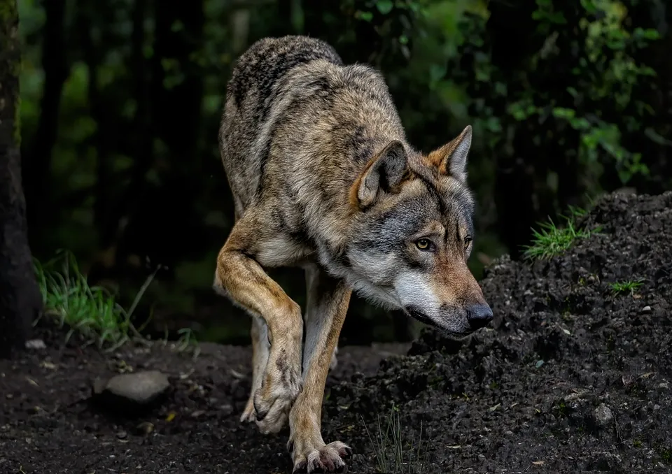 wolf-8199785_960_720