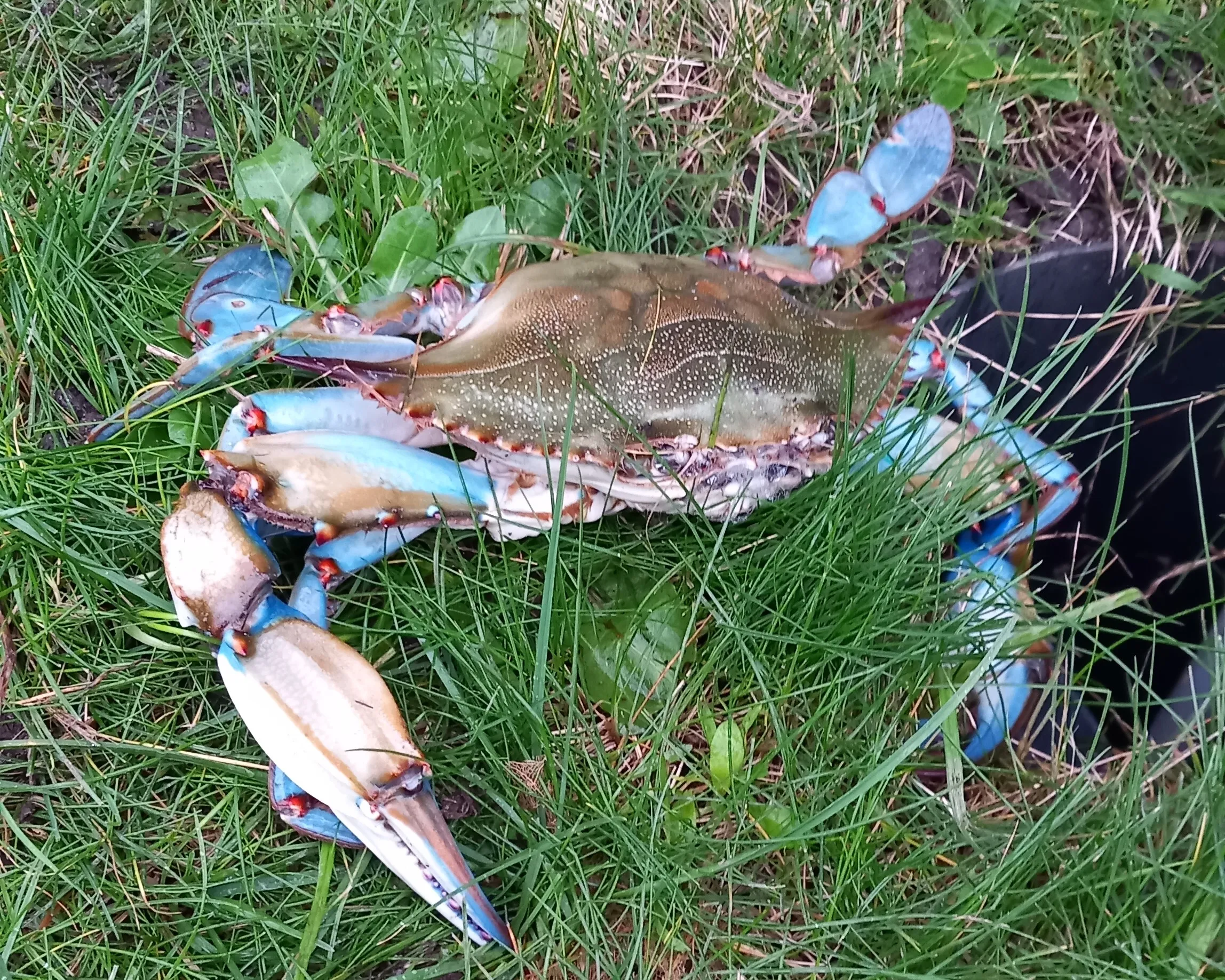 2023 blauwe zwemkrab 1