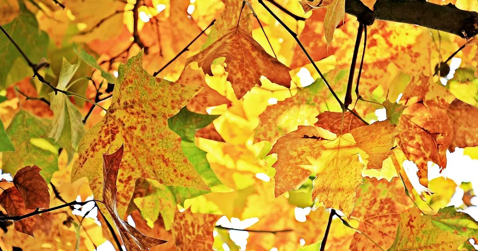 autumn 1655915 960 720