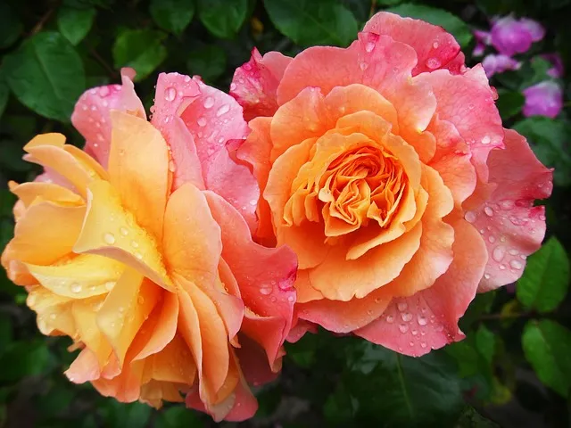 flowers g077da78ca 640