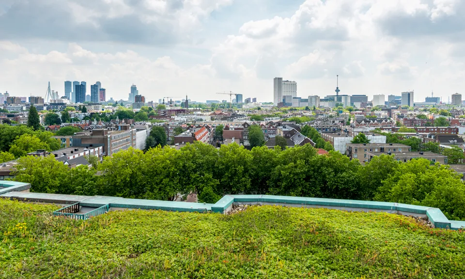groen dak rotterdam