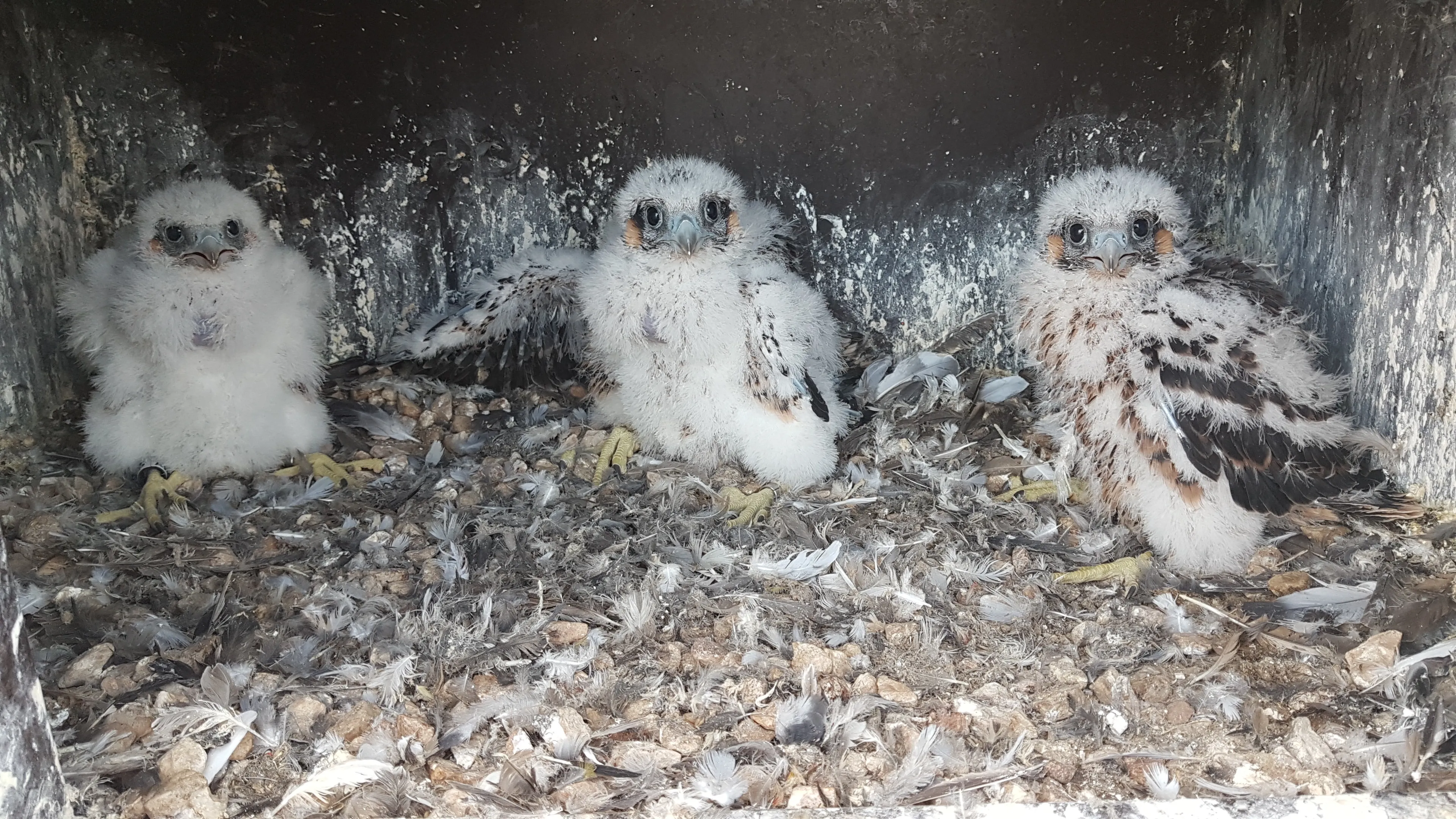 jongen door martin mollet