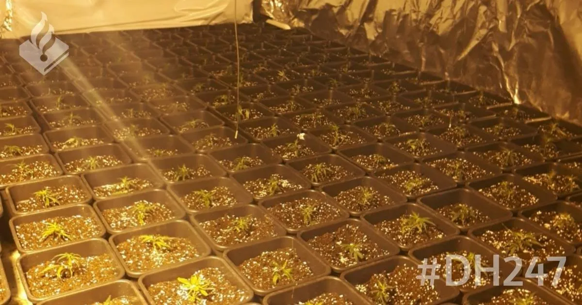 26240559 2194655307428538 2138106359456441159 o