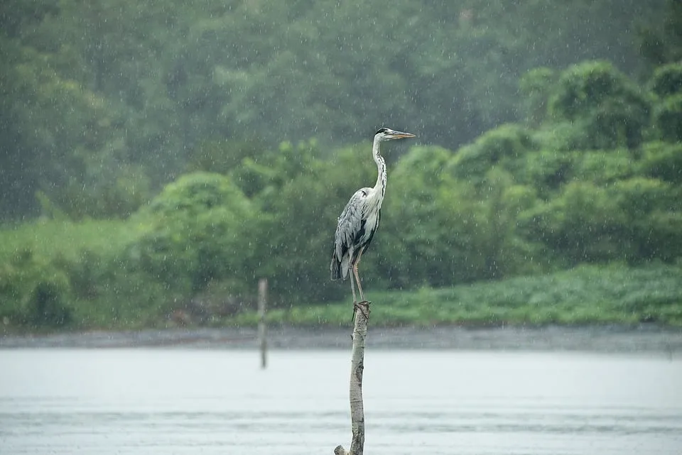 a heron 4864694 960 720