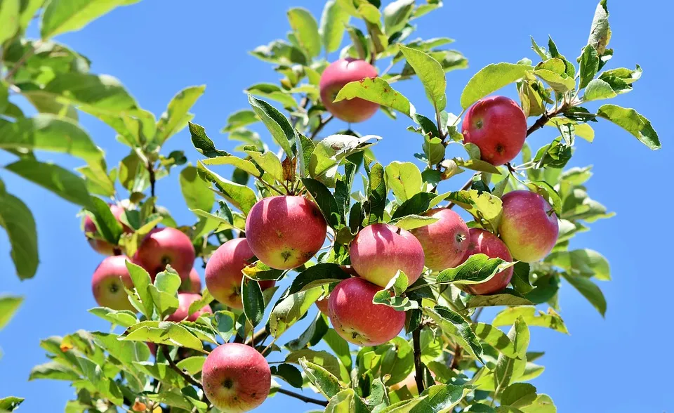 apple 3535566 960 720