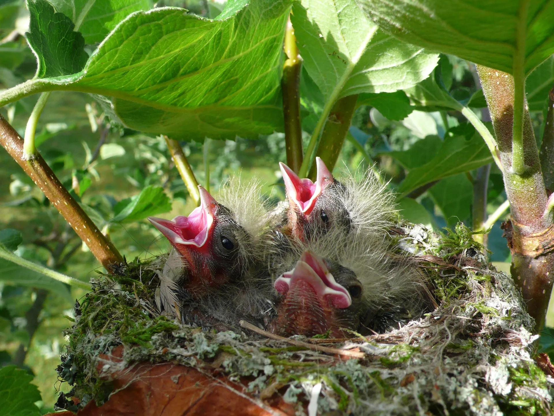 babyvogel