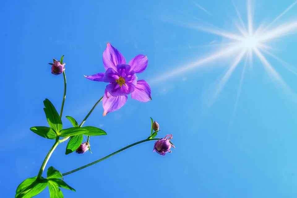 columbine 3379045 960 720